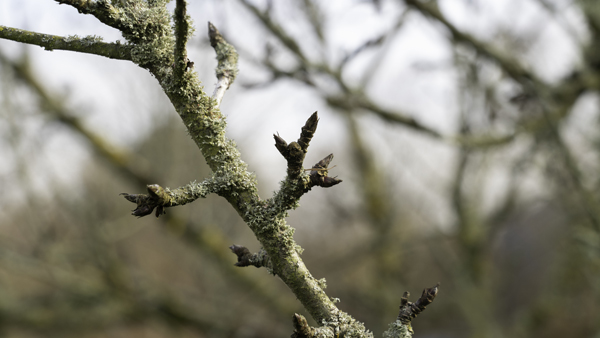 Apple - Malus  &copy; Aaron Parker