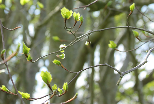 Beech &copy; Aaron Parker
