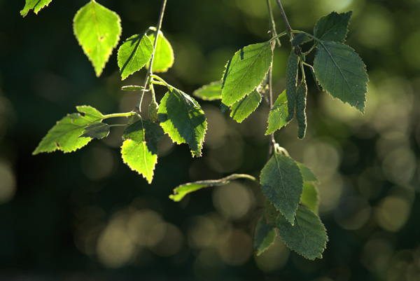 Silver Birch &copy; Aaron Parker