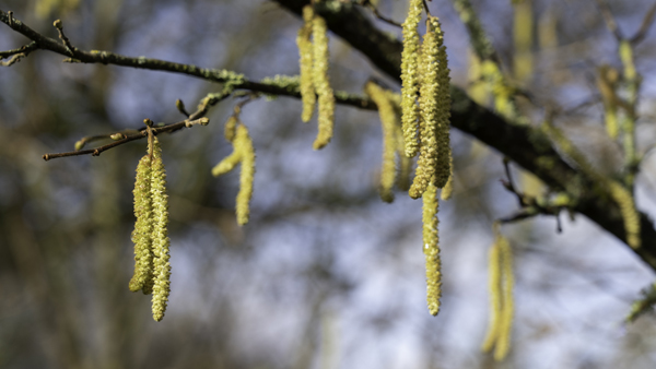 Hazel - Corylus avellana &copy; Aaron Parker