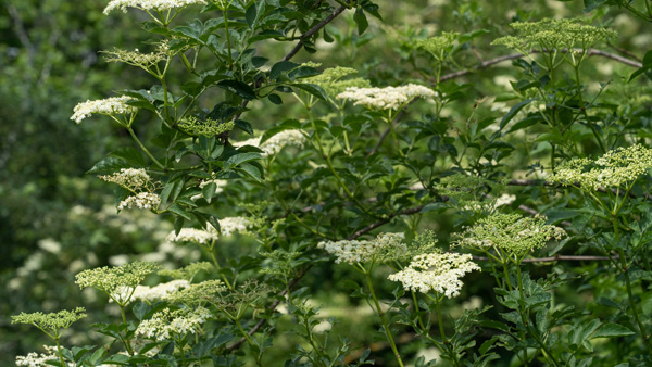 Elder &copy; Aaron Parker