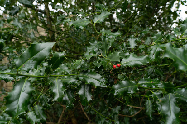 Holly - <em>Ilex aquifolium</em> &copy; Aaron Parker