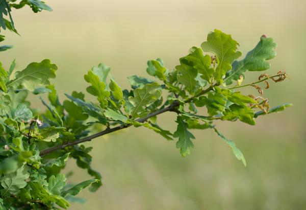 Oak &copy; Aaron Parker