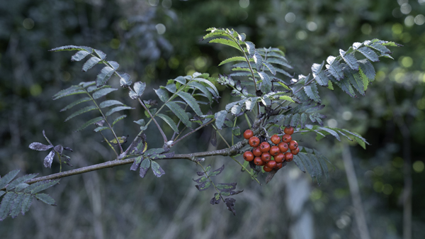 Rowan &copy; Aaron Parker