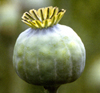 Poppy - one of the plants that cure us