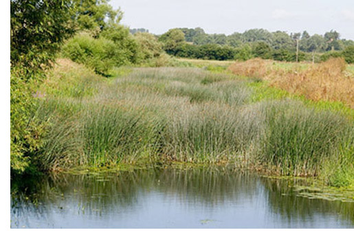A view from the riverbank at Hamoon of rushes